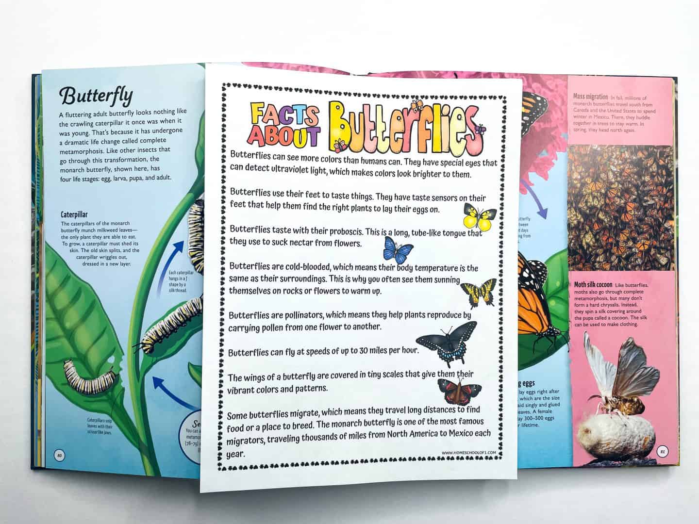 A butterfly facts worksheet is placed on top of an open book showing illustrations and information about the butterfly life cycle. The worksheet is titled “Facts About Butterflies” and includes colorful text and butterfly illustrations, listing facts such as butterflies using their feet to taste and their proboscis to drink nectar. The open book underneath also features vivid diagrams of caterpillars and butterflies, enhancing the educational theme.