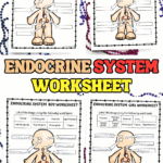 Free endocrine system labeling worksheet for kids with boy and girl diagrams and word banks to identify glands.