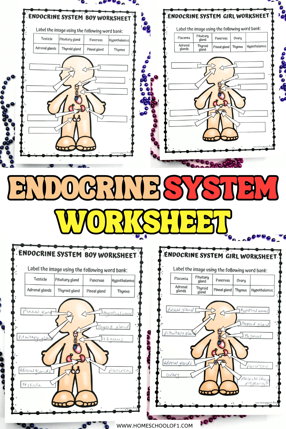 Free endocrine system labeling worksheet for kids with boy and girl diagrams and word banks to identify glands.