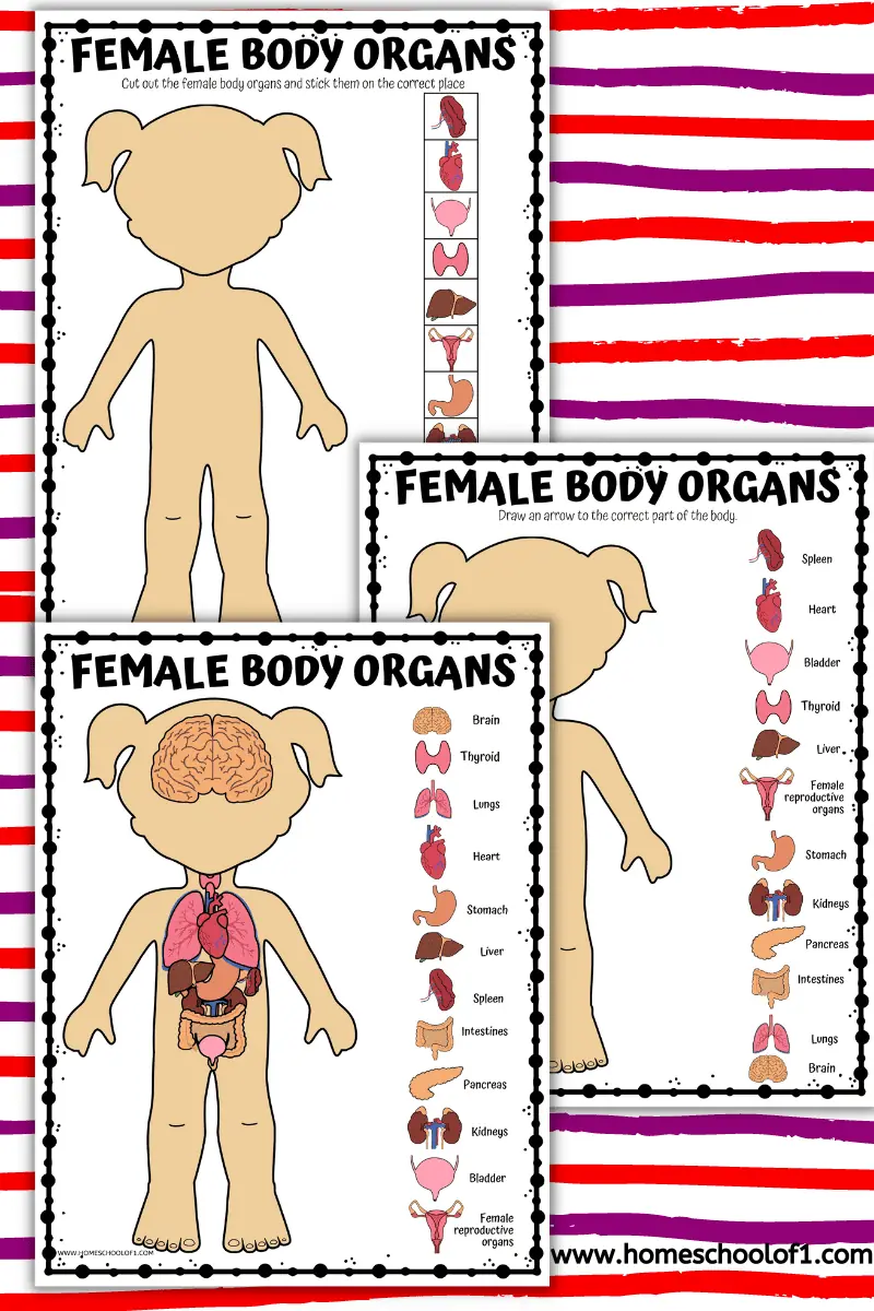 female body organs