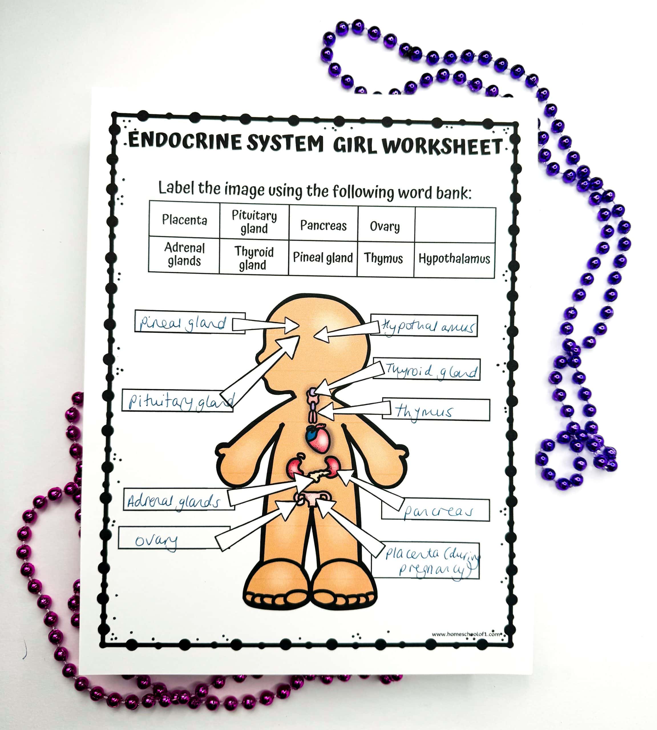 Completed 'ENDOCRINE SYSTEM GIRL WORKSHEET' with handwritten labels for the pituitary gland, pineal gland, thyroid gland, thymus, pancreas, adrenal glands, ovary, and a note indicating 'placenta during pregnancy.' Purple beads decorate the page border