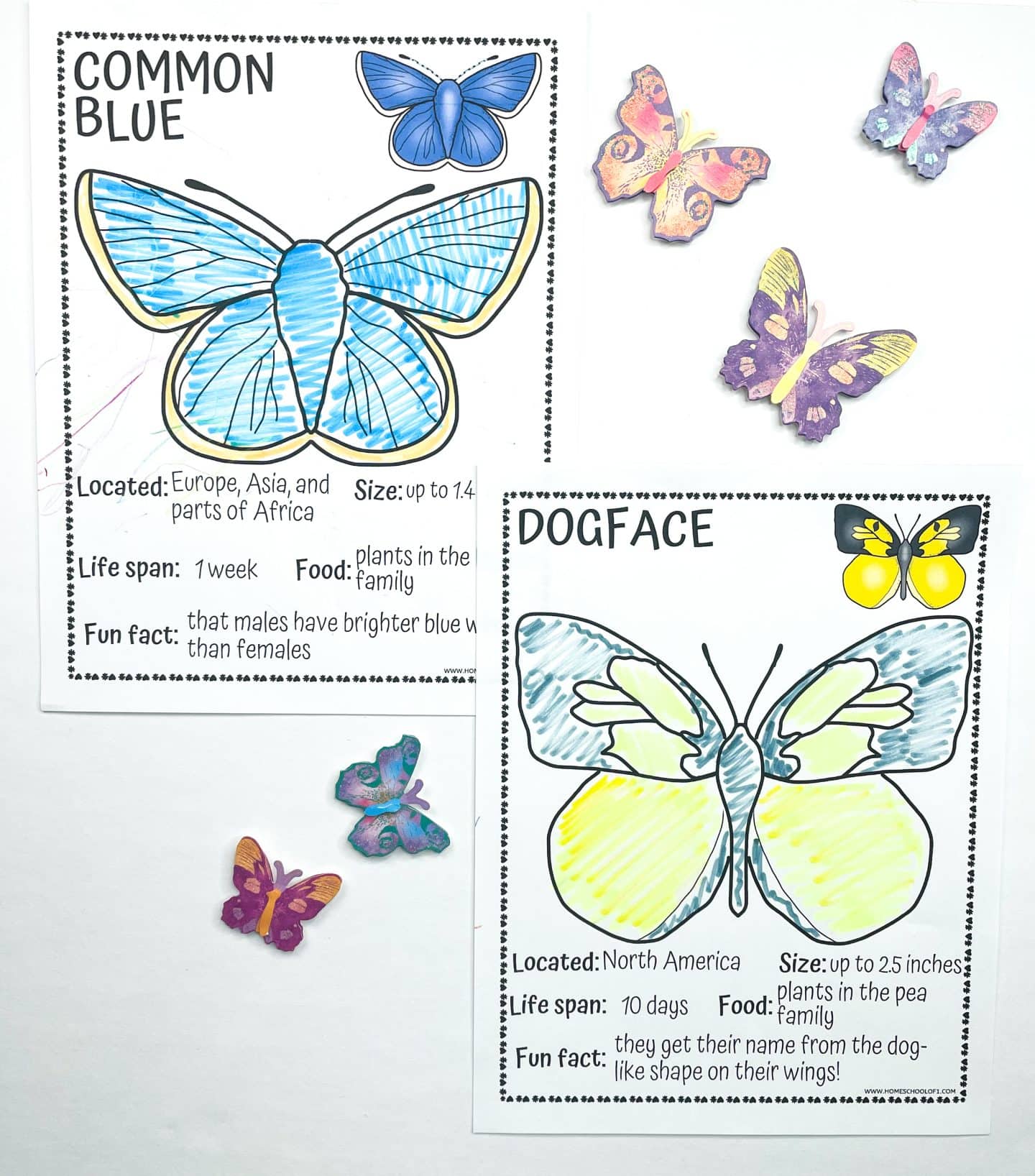Two butterfly fact and coloring pages for kids feature the Common Blue and Dogface butterflies. Both pages are partially colored, with the Common Blue in vibrant blue shades and the Dogface in yellow and gray. Each worksheet includes butterfly size, habitat, food, life span, and a fun fact. Decorative paper butterflies surround the pages.