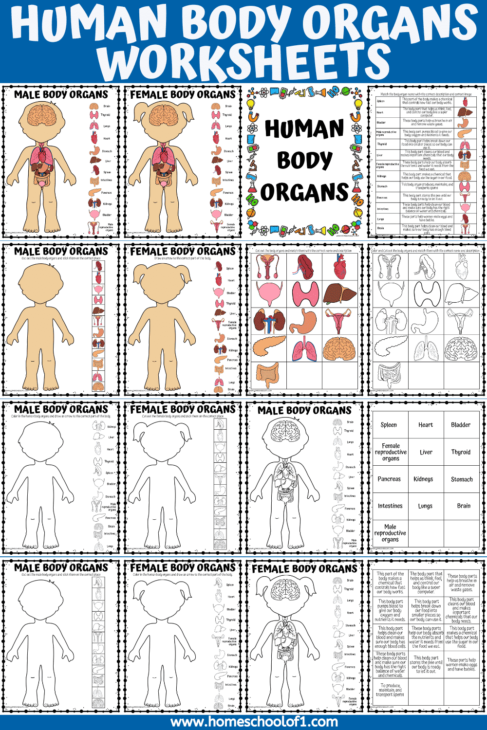 human body organs worksheet