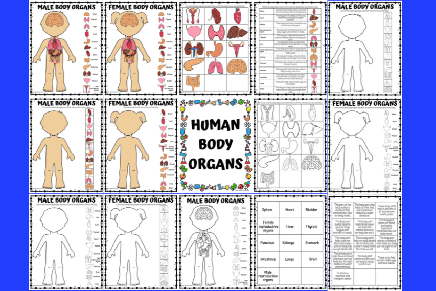 human body organs worksheets
