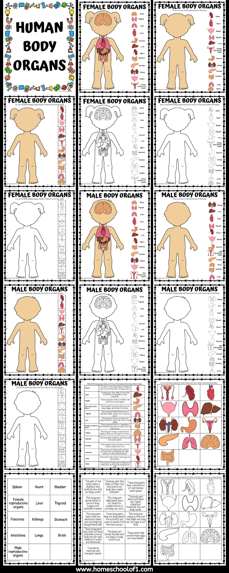 human body organs