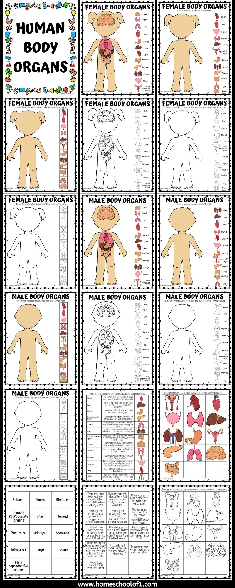 human body organs