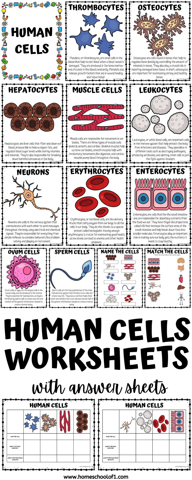human cells worksheet