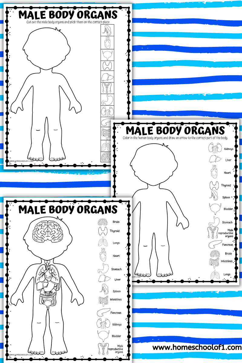male body organs