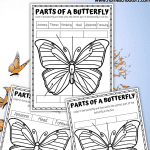 BUTTERFLY PARTS WORKSHEETS