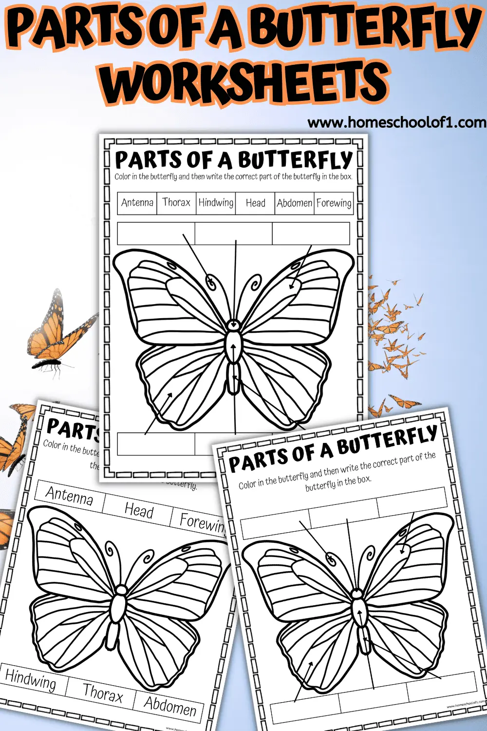 BUTTERFLY PARTS WORKSHEETS