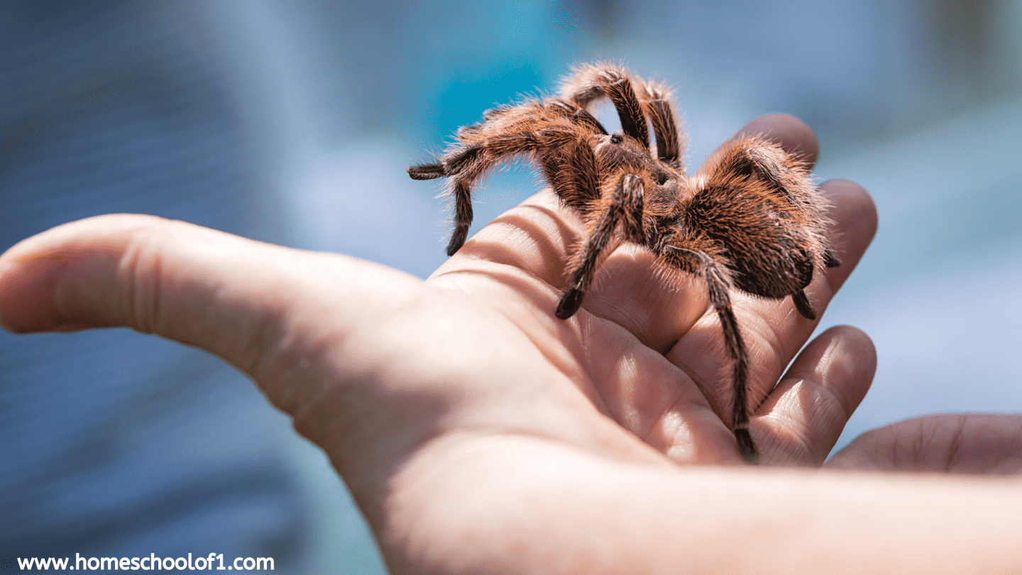 HOLDING A TARANTULA