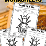 PARTS OF A BEE PRINTABLE