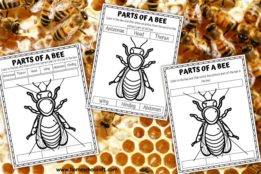PARTS OF A BEE WORKSHEET