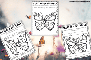 19 Butterfly Activities for Elementary Students