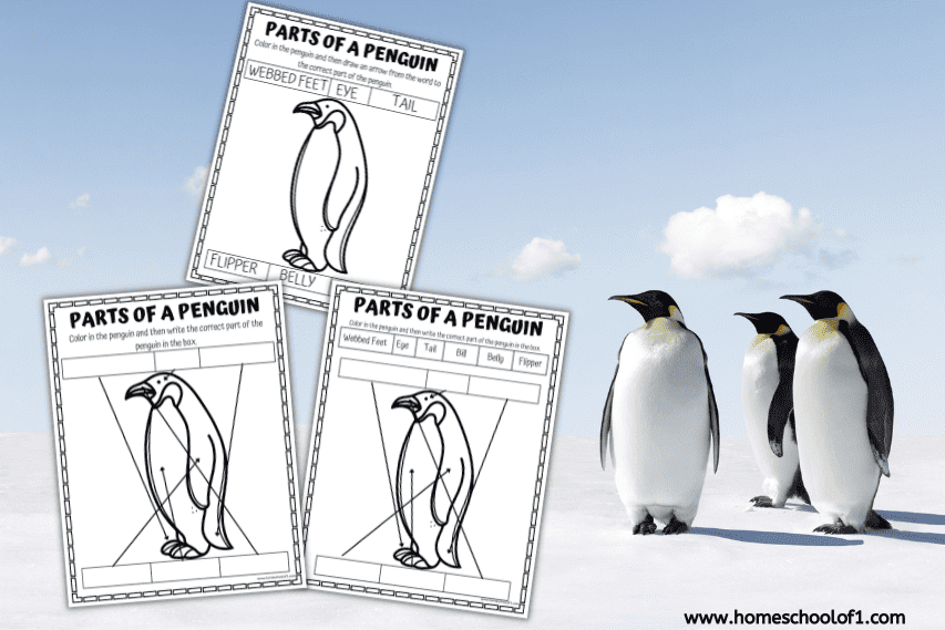 Three “Parts of a Penguin” printable worksheets are shown over a snowy background with four real emperor penguins standing to the right. Each worksheet features a simple outline of a penguin with labeled boxes for parts like flipper, belly, bill, and tail, designed for coloring and labeling.