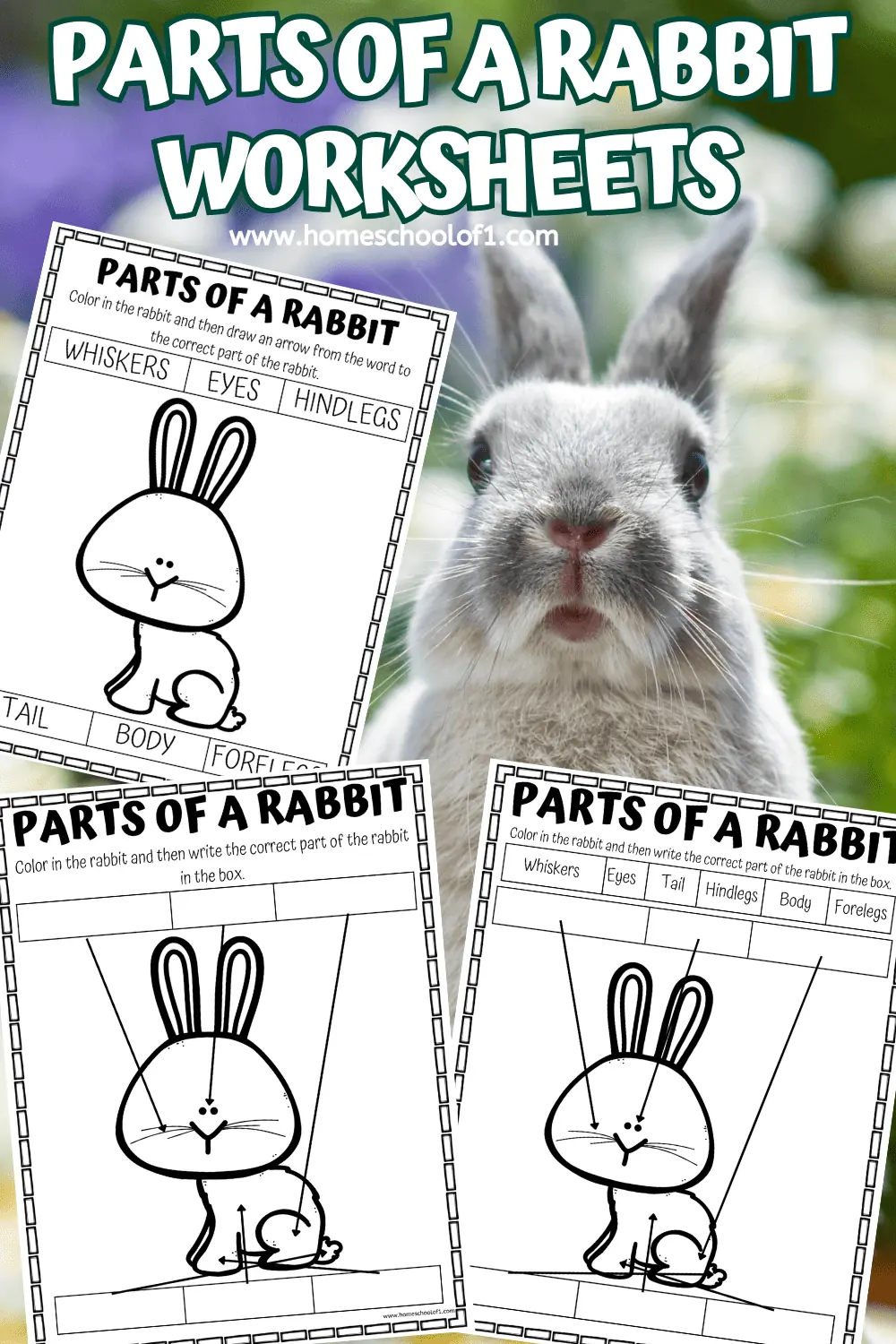 PARTS OF A RABBIT PRINTABLE