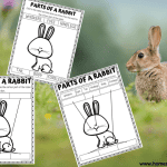 PARTS OF A RABBIT WORKSHEET