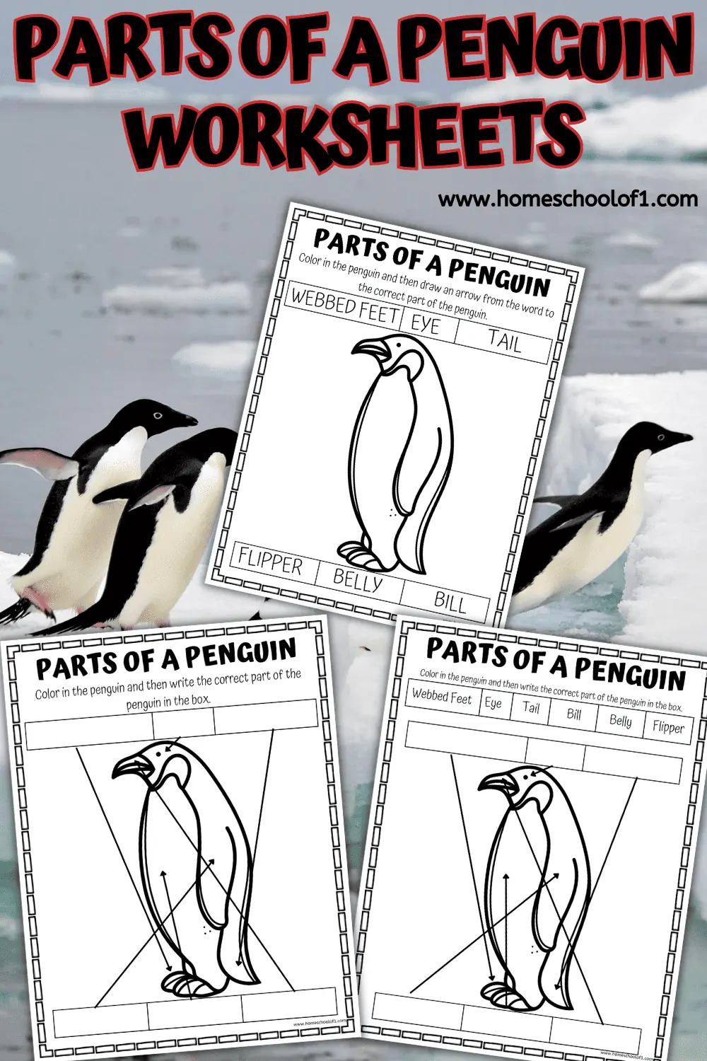 PENGUIN BODY PARTS WORKSHEET
