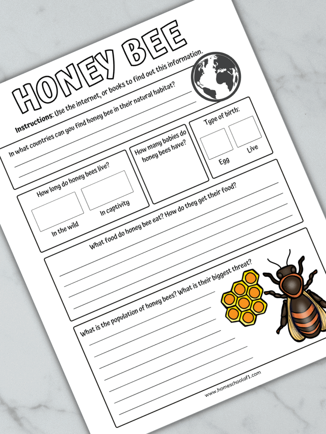 bee life cycle worksheets