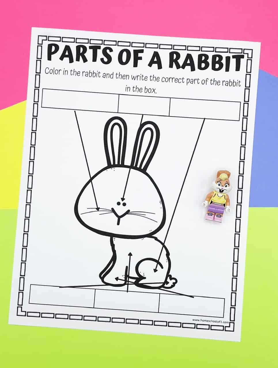 body parts of a rabbit worksheets
