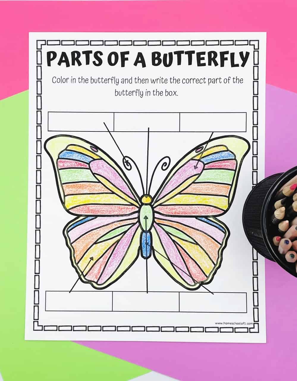 butterfly parts worksheet