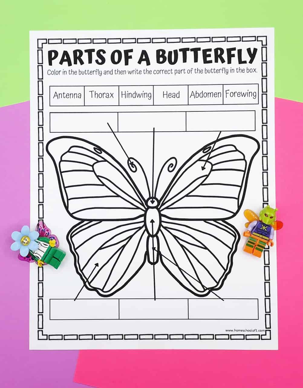 butterfly parts worksheets