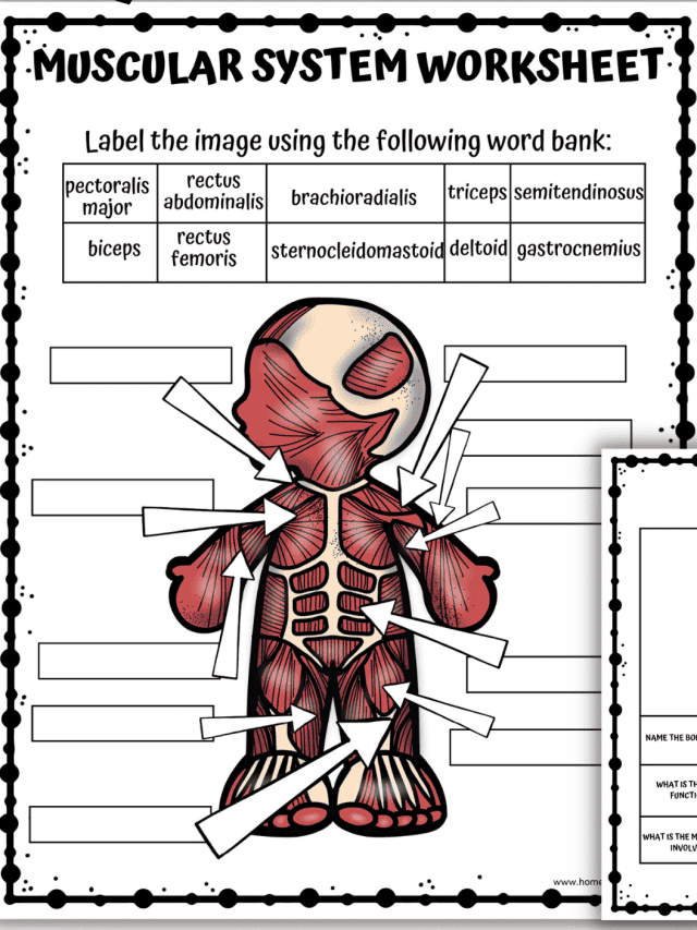 human body systems