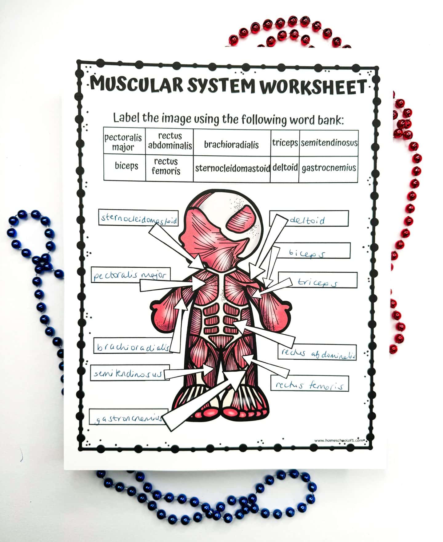 Educational worksheet titled 'MUSCULAR SYSTEM WORKSHEET' with a stylized illustration of a human muscular system, surrounded by scattered red and blue beads. The worksheet includes a word bank for labeling the muscles and partially filled answers.