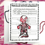 Muscular system worksheet presented against a multicolored, striated background suggestive of muscle fibers, with blue beads to the side and a question mark formed by red beads, emphasizing the educational query aspect