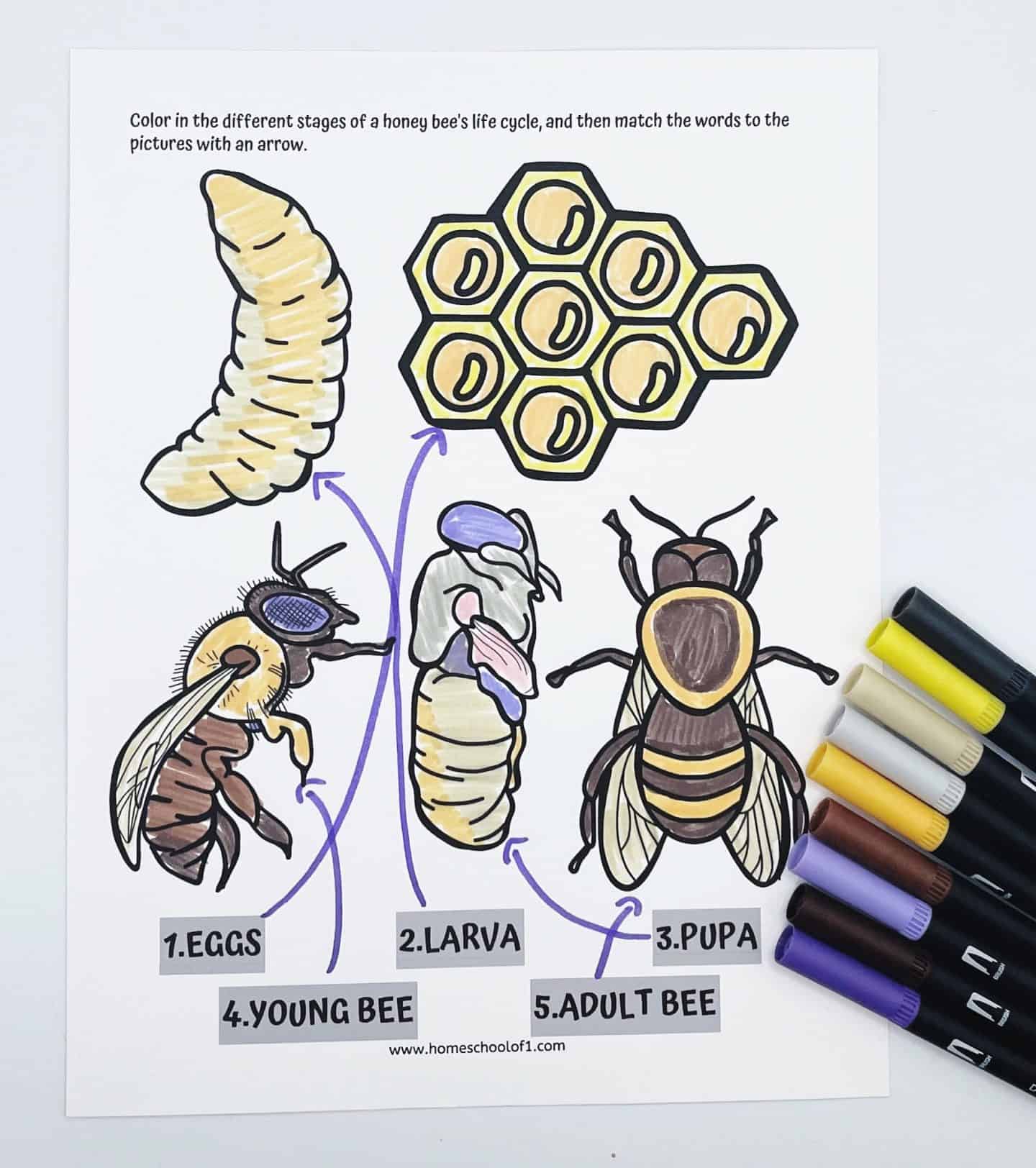 honey bee life cycle coloring page with eggs, young bee, larva, pupa, and adult bee