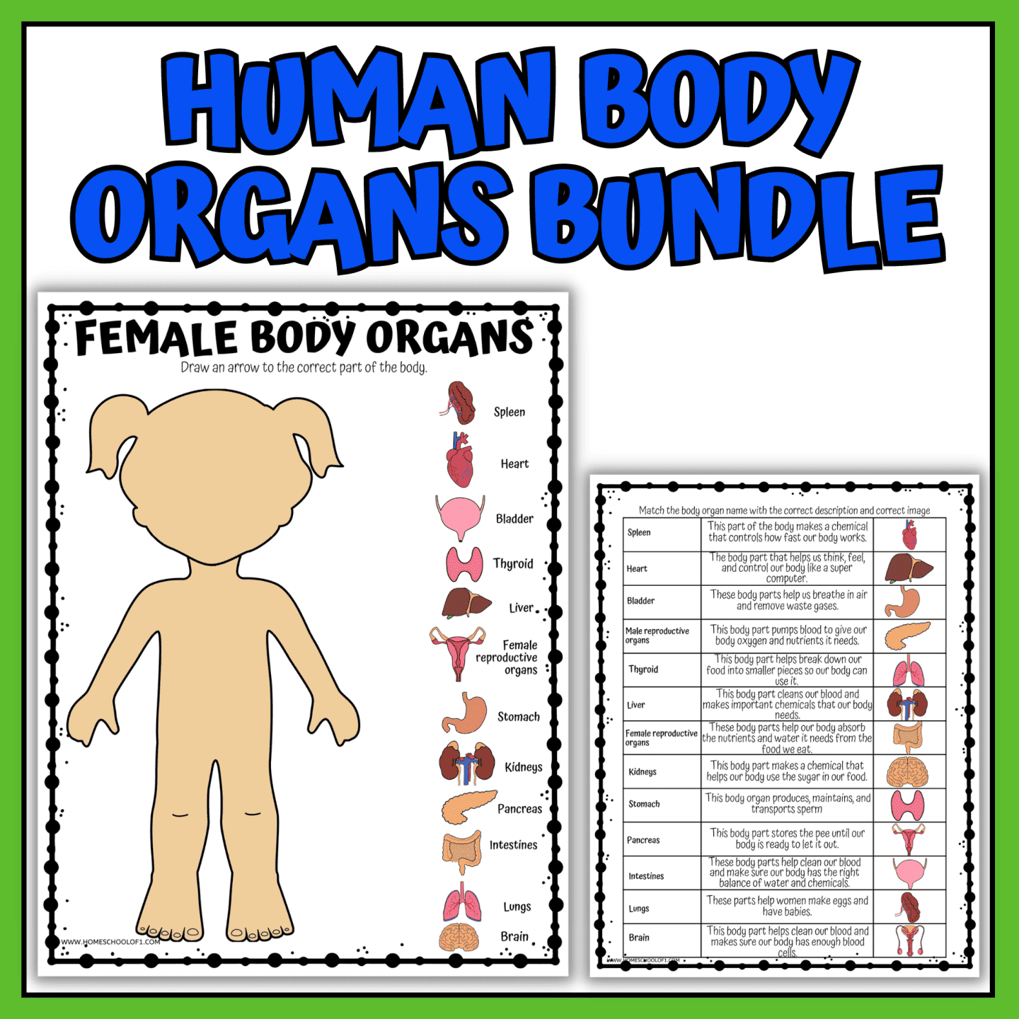 human body organs