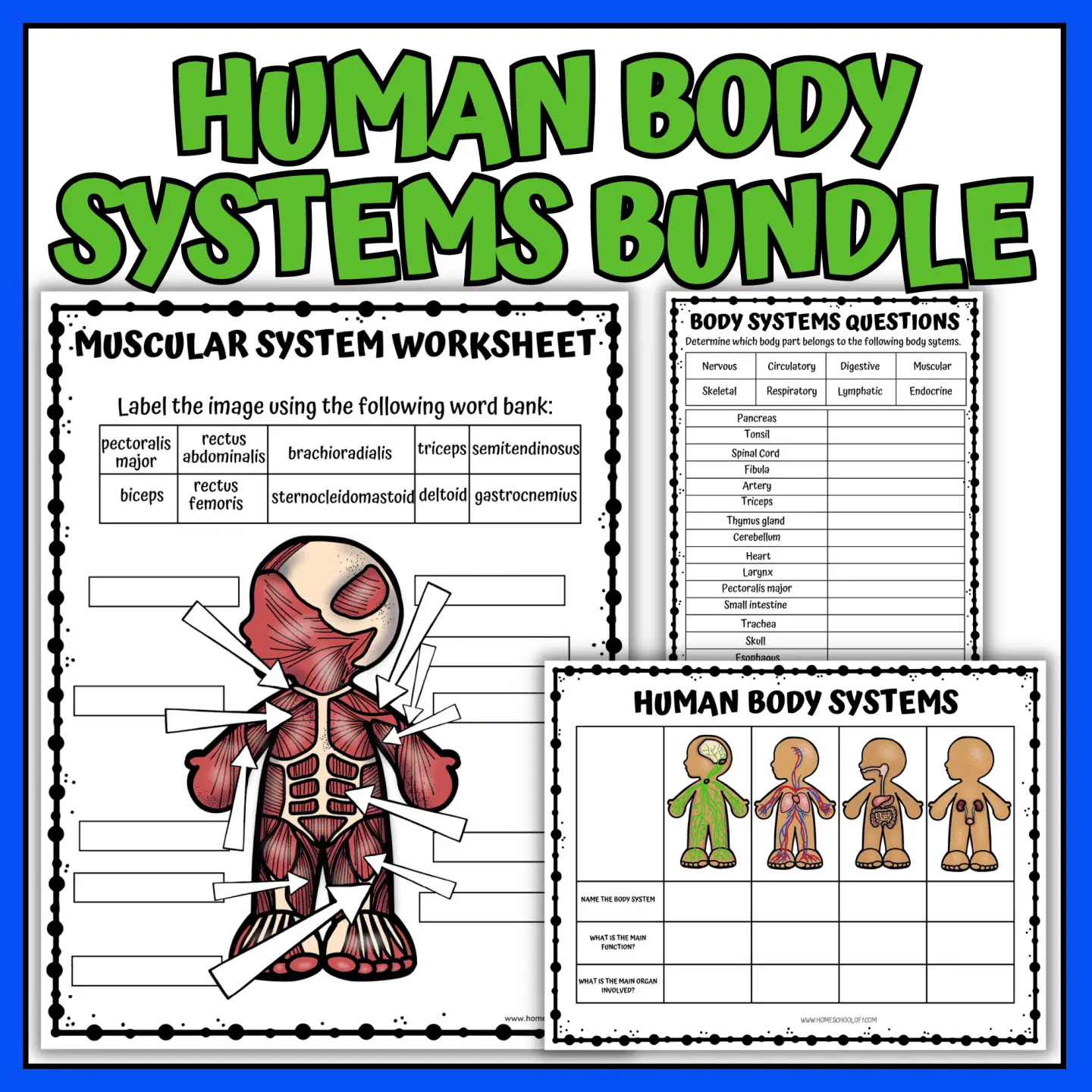 human body systems