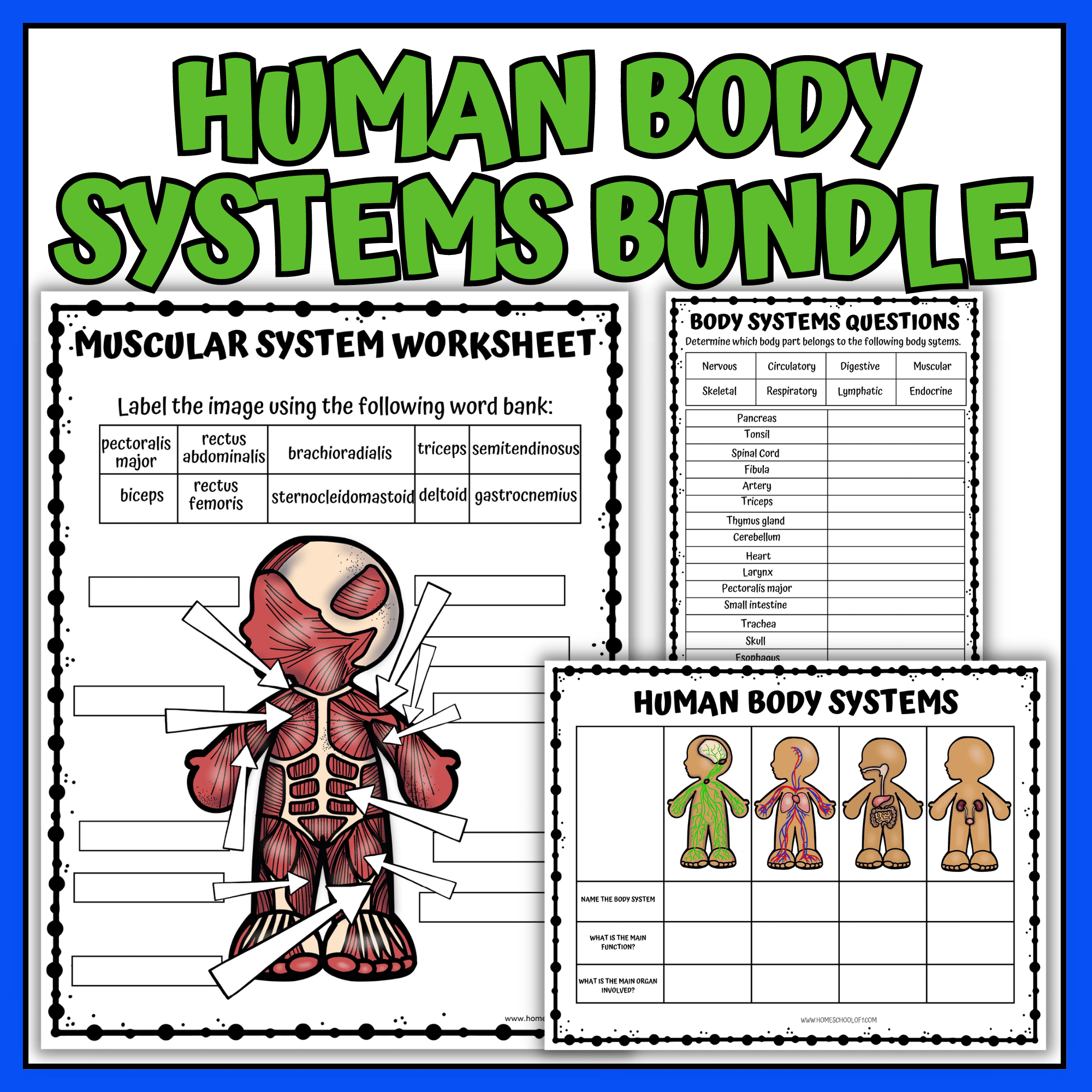 8 Human Body Systems Worksheets For Kids (free)