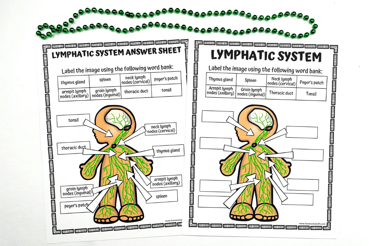 labeling the lymphatic system