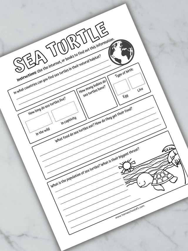 life cycle of a turtle worksheets