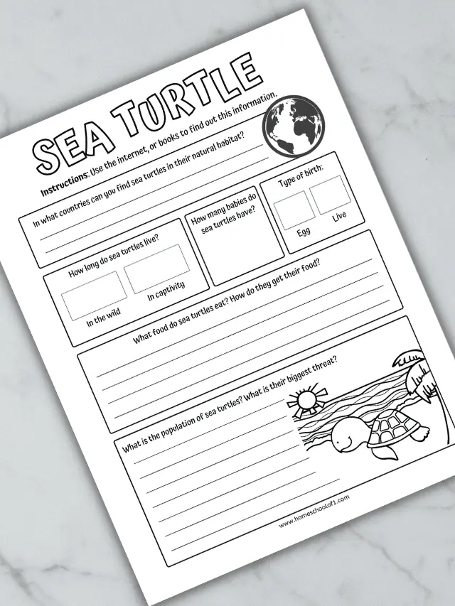 Life Cycle of a Turtle Worksheets Story
