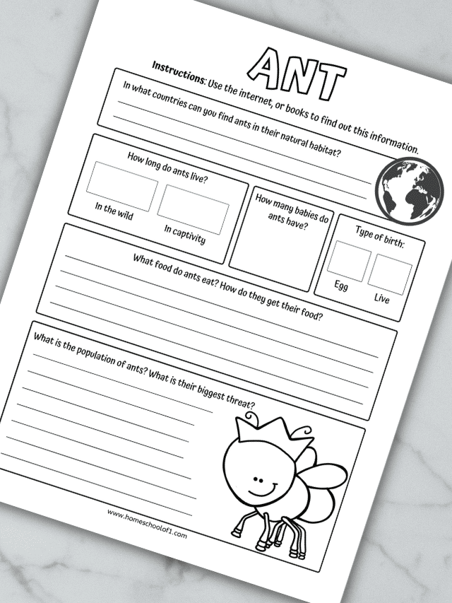 life cycle of an ant worksheets