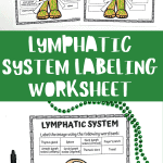 lymphatic system labeling worksheet for kids