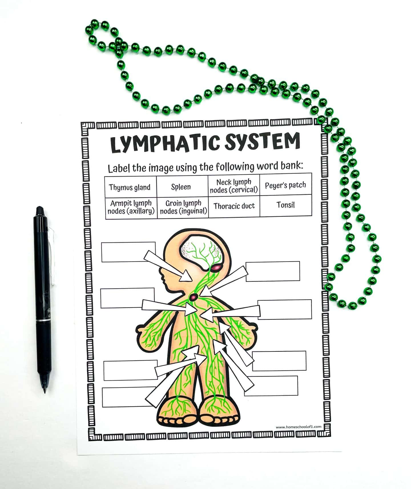 lymphatic system worksheet for kids