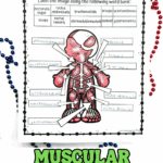 Muscular system labeling worksheet for kids with an illustrated human figure, arrows pointing to major muscles, and a word bank including biceps, triceps, deltoid, pectoralis major, rectus abdominis, and more.