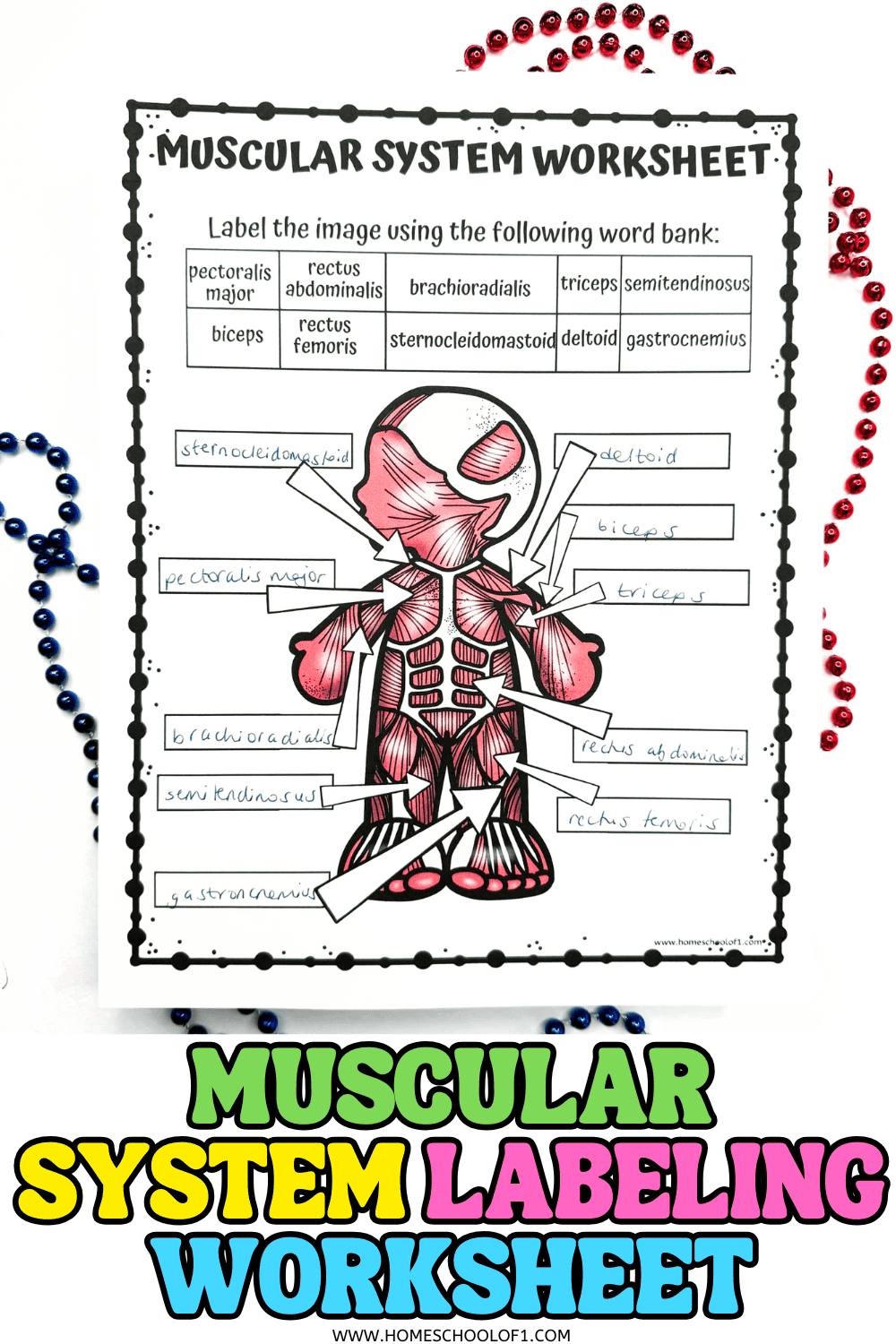 Muscular system labeling worksheet for kids with an illustrated human figure, arrows pointing to major muscles, and a word bank including biceps, triceps, deltoid, pectoralis major, rectus abdominis, and more.
