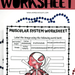 A preview image for a muscular system worksheet, featuring a bold red banner with text overlay and the actual worksheet beneath it, showing an illustrated figure with blank labels.