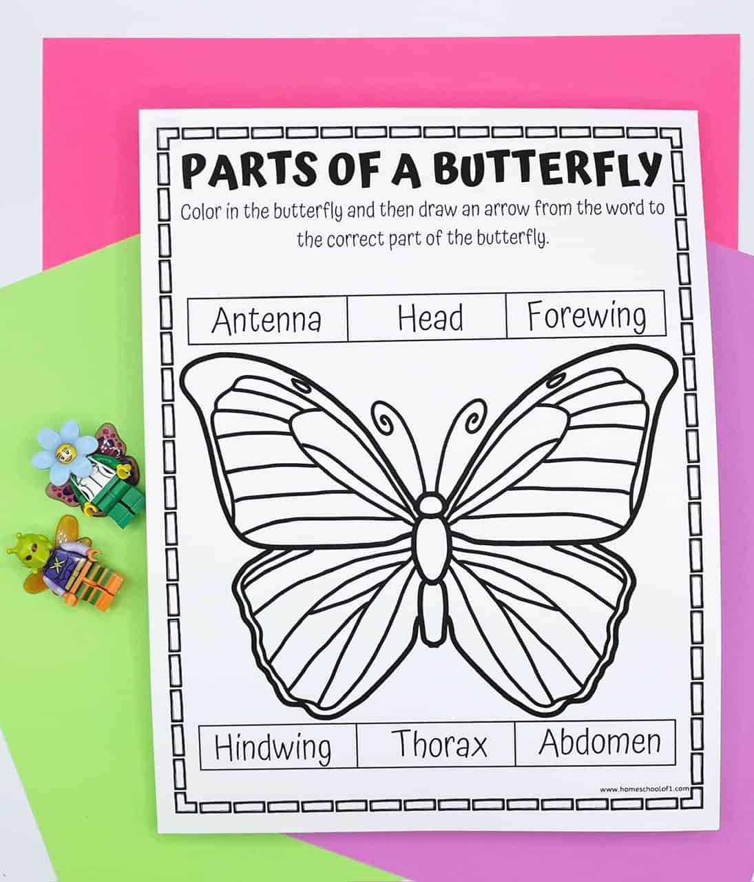 parts of a butterfly
