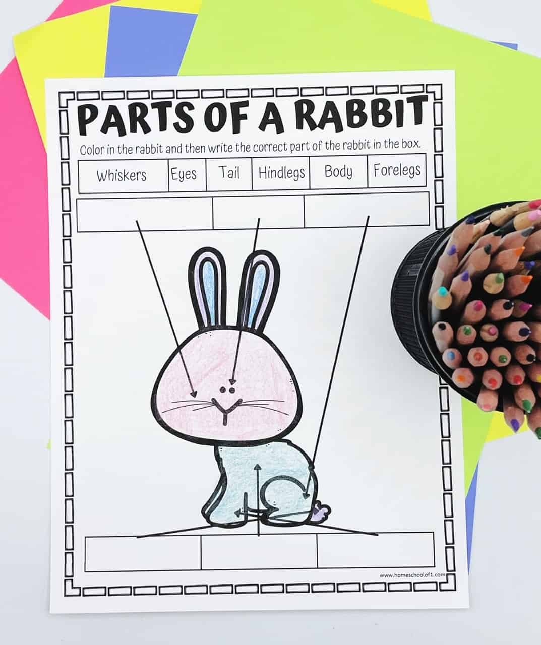 parts of a rabbit