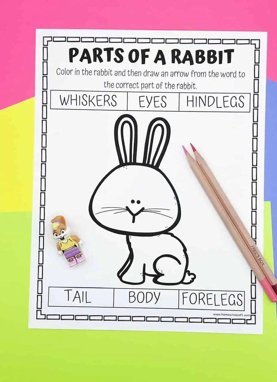 parts of a rabbit worksheets