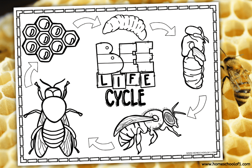 BEE LIFE CYCLE COLORING PAGE