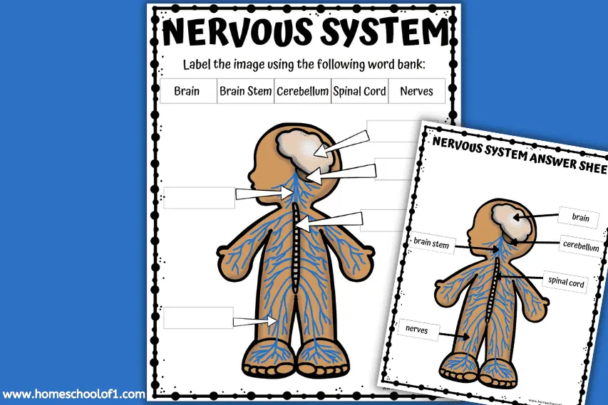 Free Nervous System Labeling Worksheet