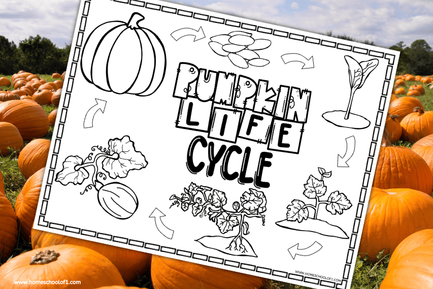 PUMPKIN LIFE CYCLE COLORING PAGE