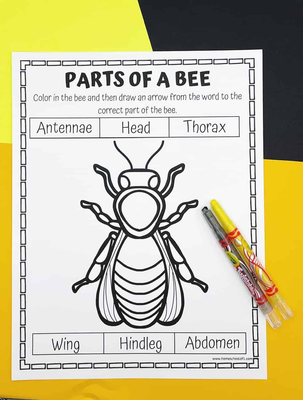 bee parts worksheets