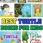best turtle books for preschoolers